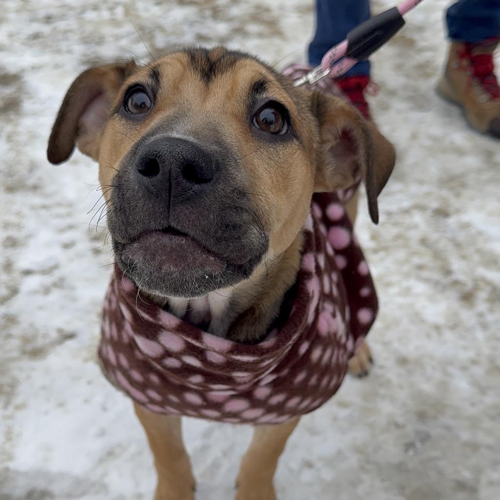 Kit, Adoptable, Puppy Female Mixed Breed.
