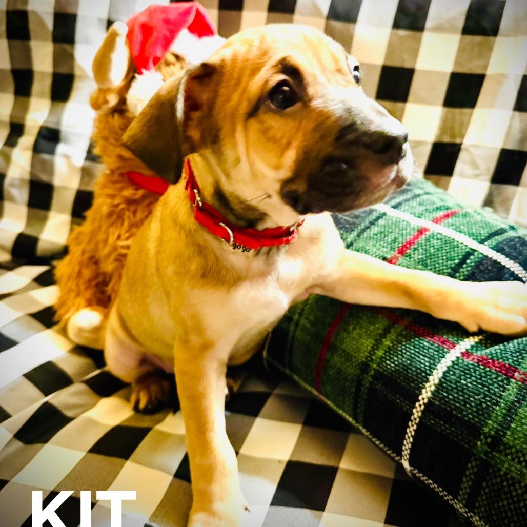 Enlarge Kit, a Adoptable Mixed Breed in Oxford, ME image 1/1