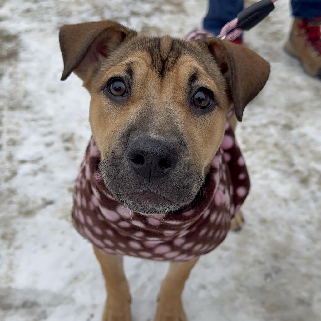Enlarge Kit, a Adoptable Mixed Breed in Oxford, ME image 3/4