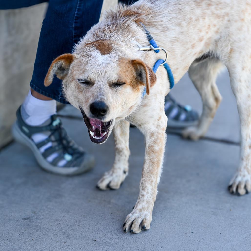 Enlarge Armadillo, a Adoptable mixed breed in Albuquerque, NM image 1/6