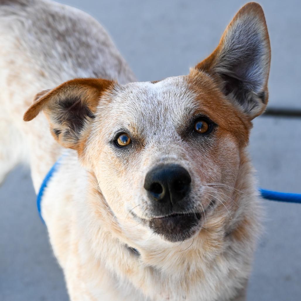 Enlarge Armadillo, a Adoptable mixed breed in Albuquerque, NM image 2/6