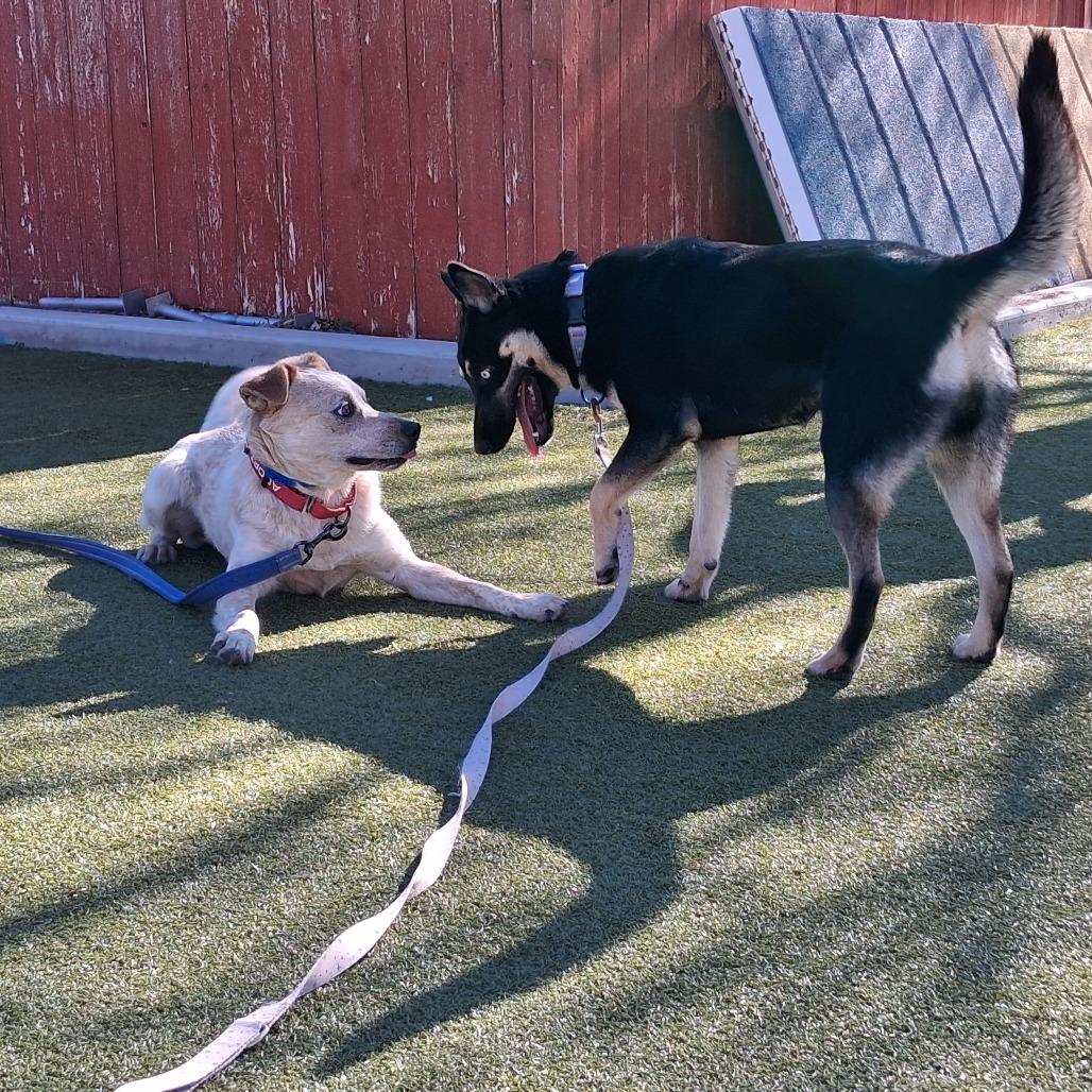 Enlarge Armadillo, a Adoptable mixed breed in Albuquerque, NM image 3/6