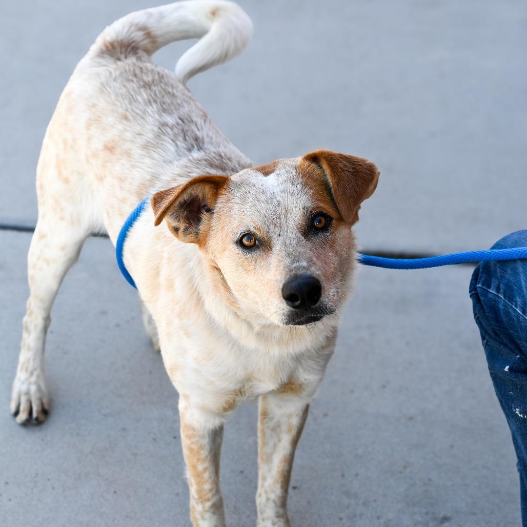 Enlarge Armadillo, a Adoptable mixed breed in Albuquerque, NM image 4/6