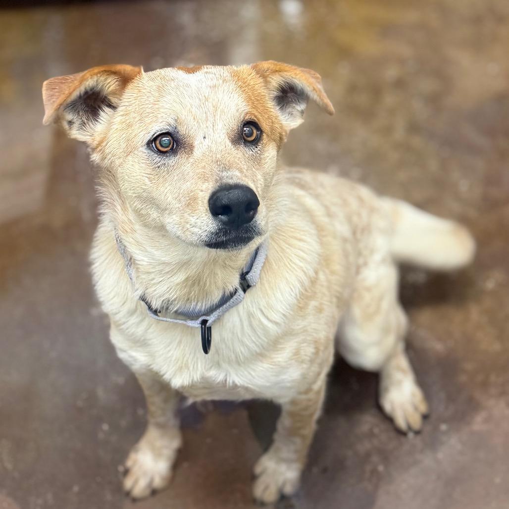 Enlarge Armadillo, a Adoptable mixed breed in Albuquerque, NM image 5/6