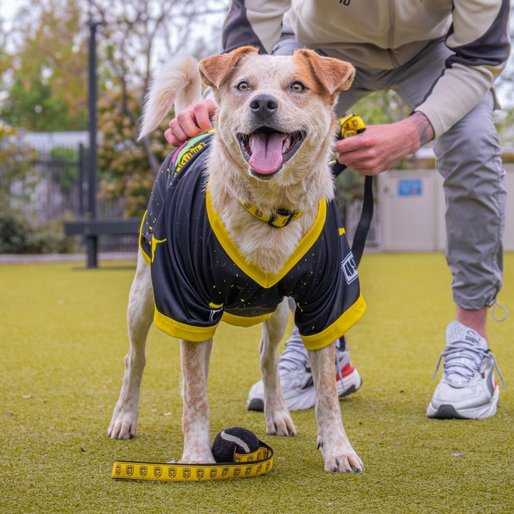 Enlarge Armadillo, a Adoptable mixed breed in Albuquerque, NM image 5/6