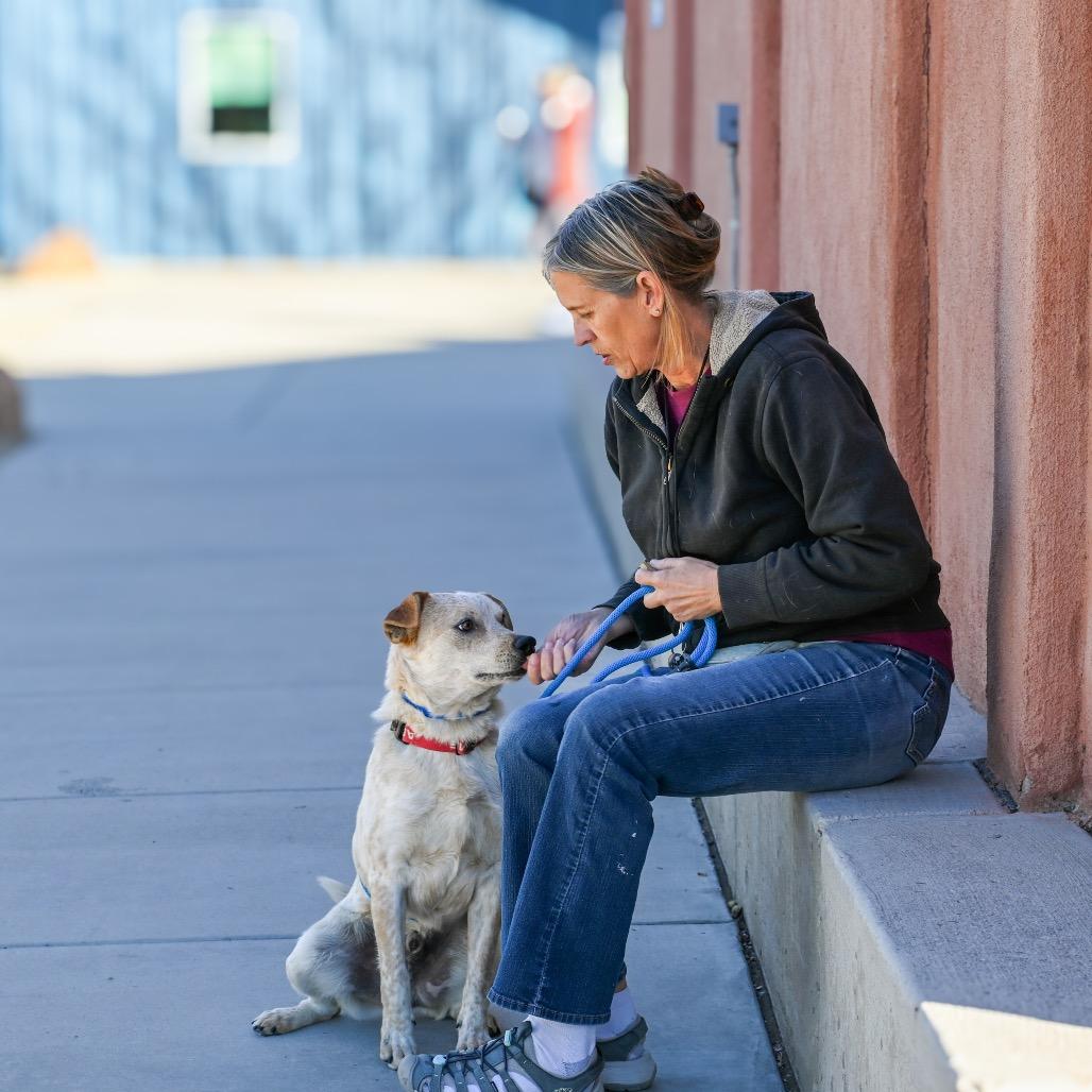 Enlarge Armadillo, a Adoptable mixed breed in Albuquerque, NM image 6/6