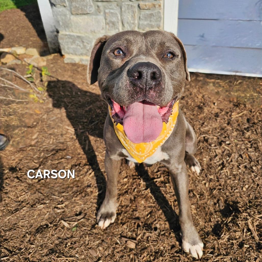 Carson, Adoptable, Adult Male Pit Bull Terrier & Pit Bull Terrier.