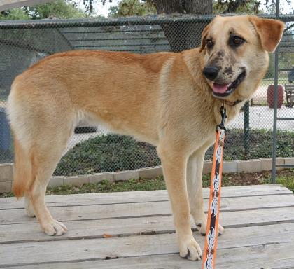 Dakota, a Adoptable mixed breed in Bulverde, TX image 1/12