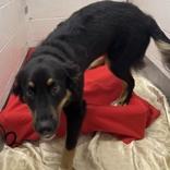 Dolly, Adopted, Young Female Australian Shepherd.