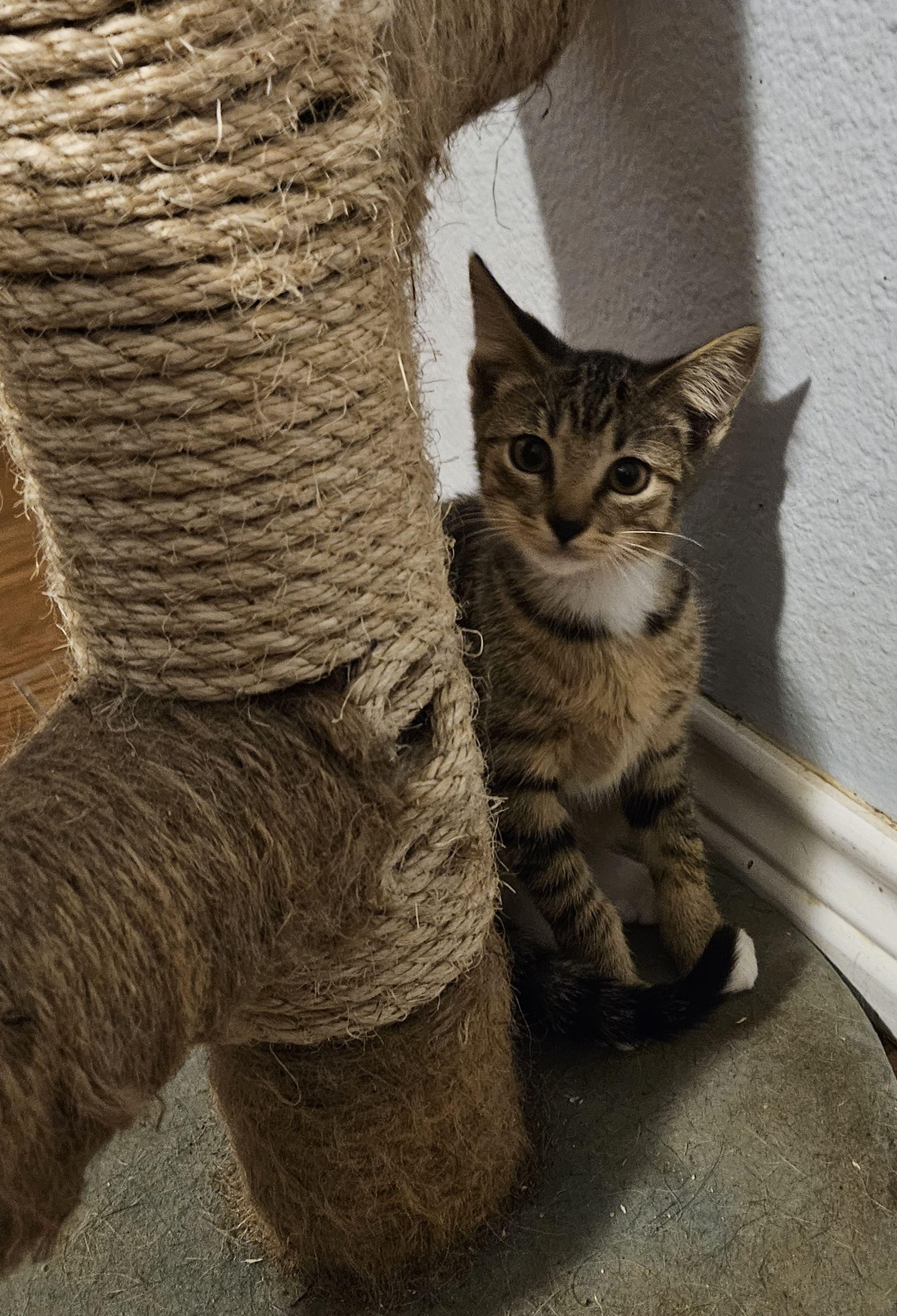 Paddock, Adoptable, Kitten Female Domestic Short Hair.