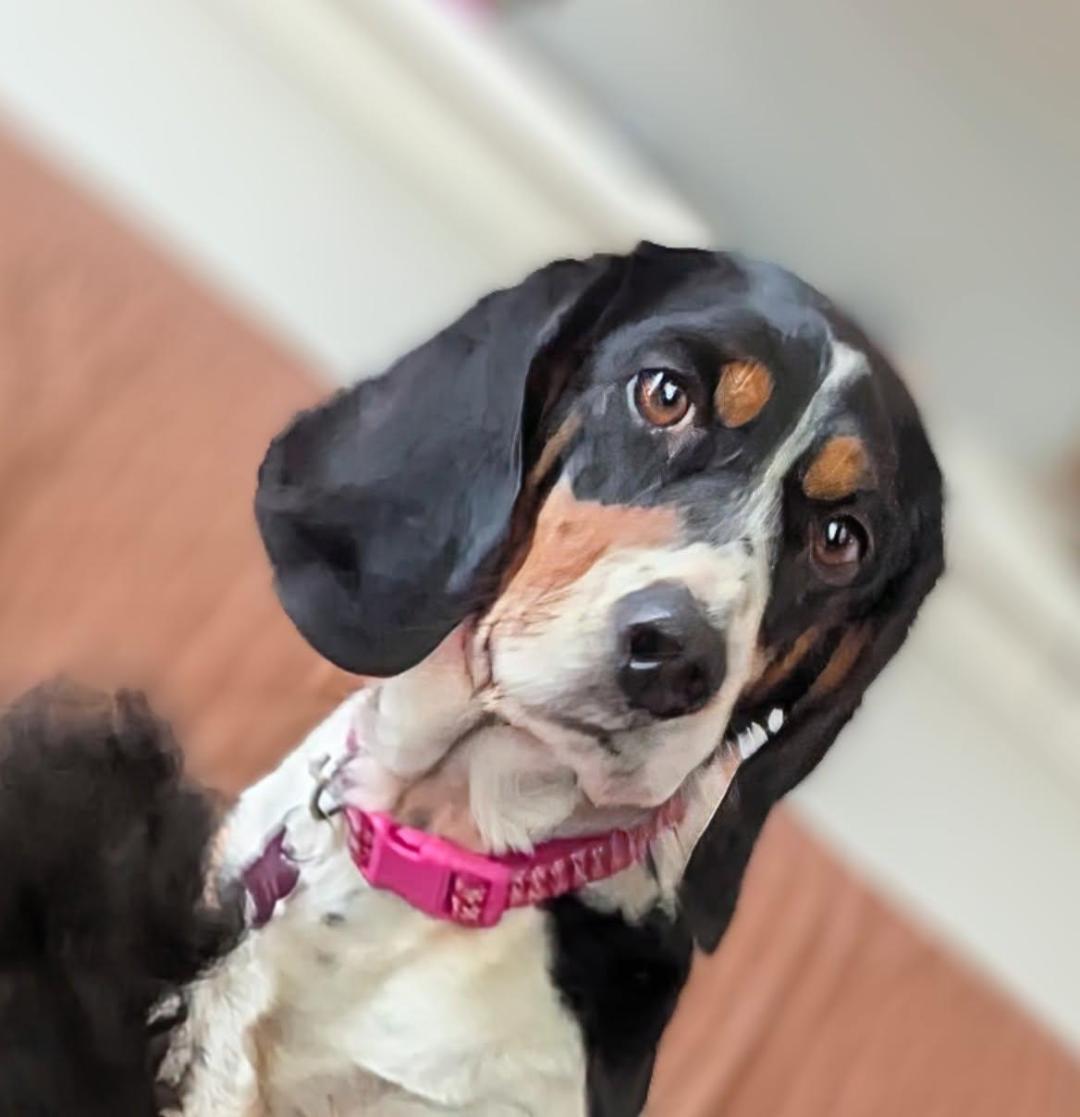 Dansby, a Adoptable Beagle in Williamsburg, VA image 3/6