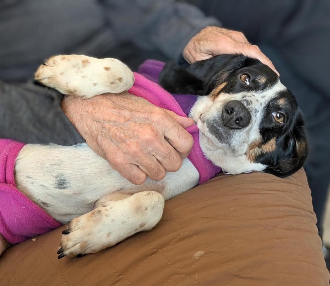 Dansby, a Adoptable Beagle in Williamsburg, VA image 4/6
