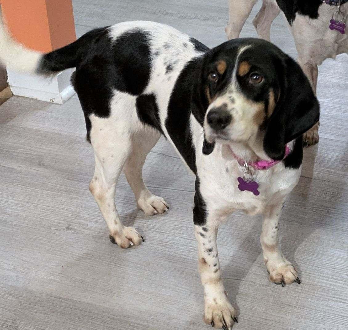 Dansby, Adoptable, Adult Female Beagle.