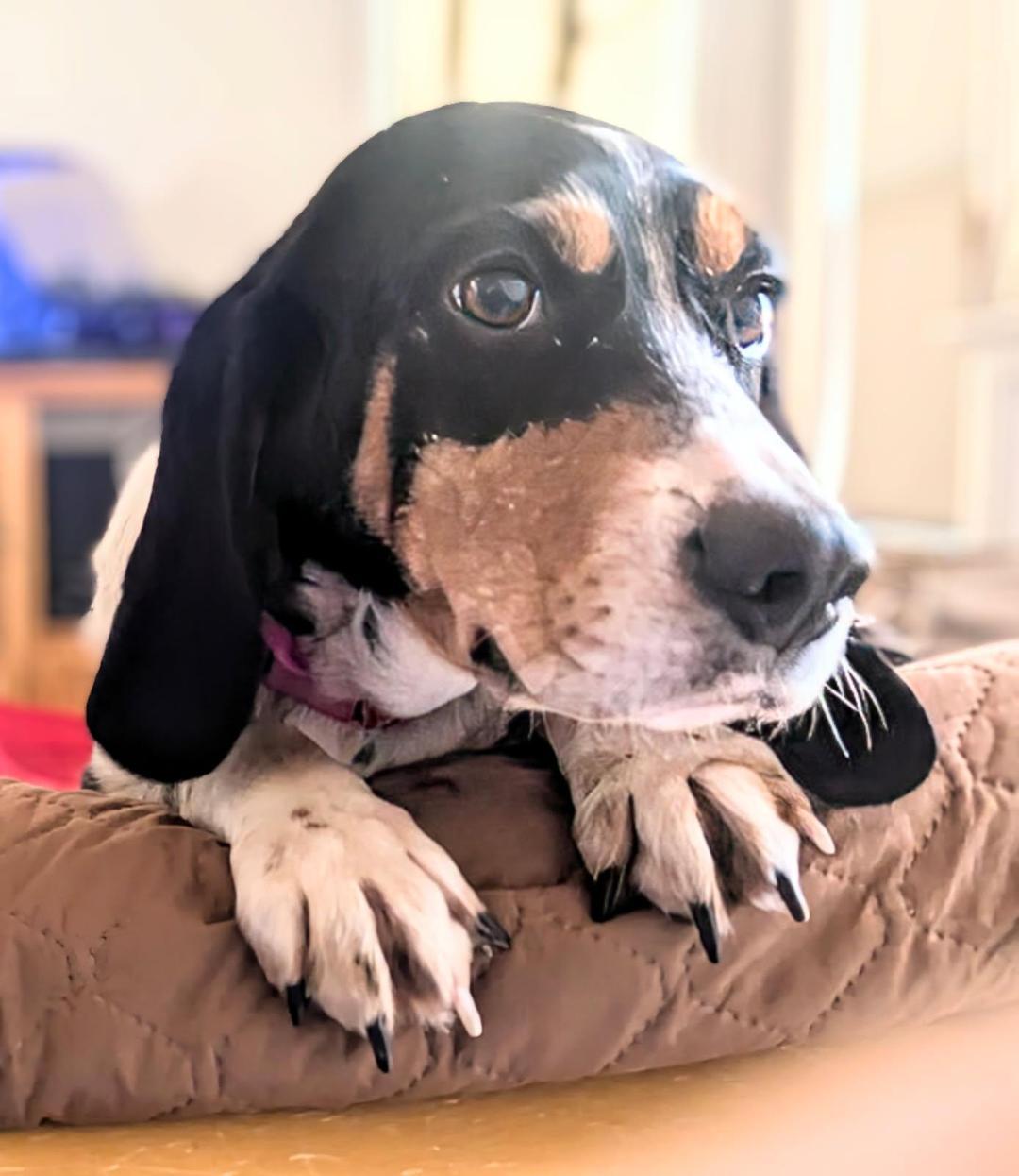 Dansby, a Adoptable Beagle in Williamsburg, VA image 2/6