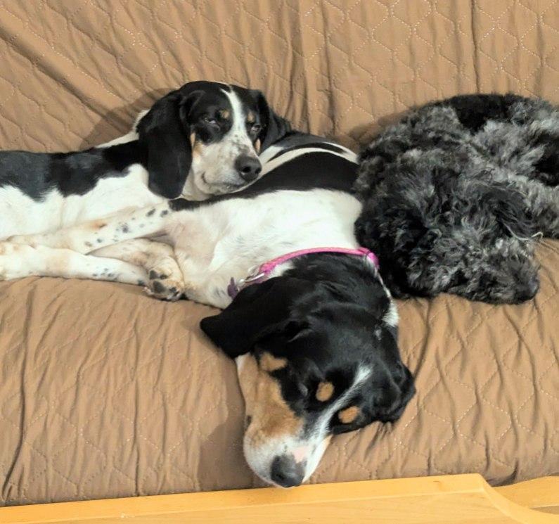 Dansby — thumbnail 5