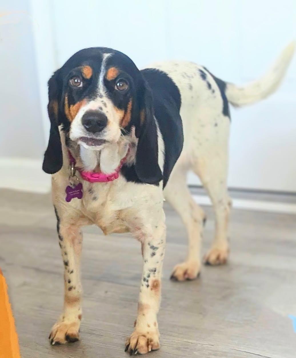 Dansby, a Adoptable Beagle in Williamsburg, VA image 6/6