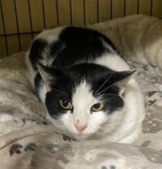 Buffy, Adoptable, Young Female Domestic Short Hair.