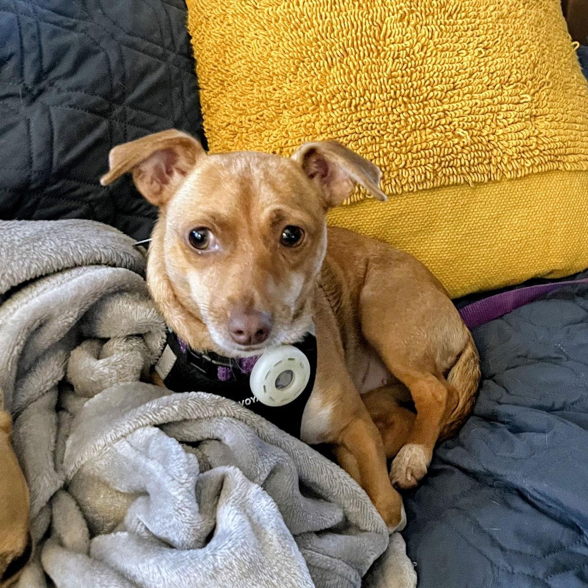 Gianna, a Adoptable Chihuahua in Oakland, CA image 1/3