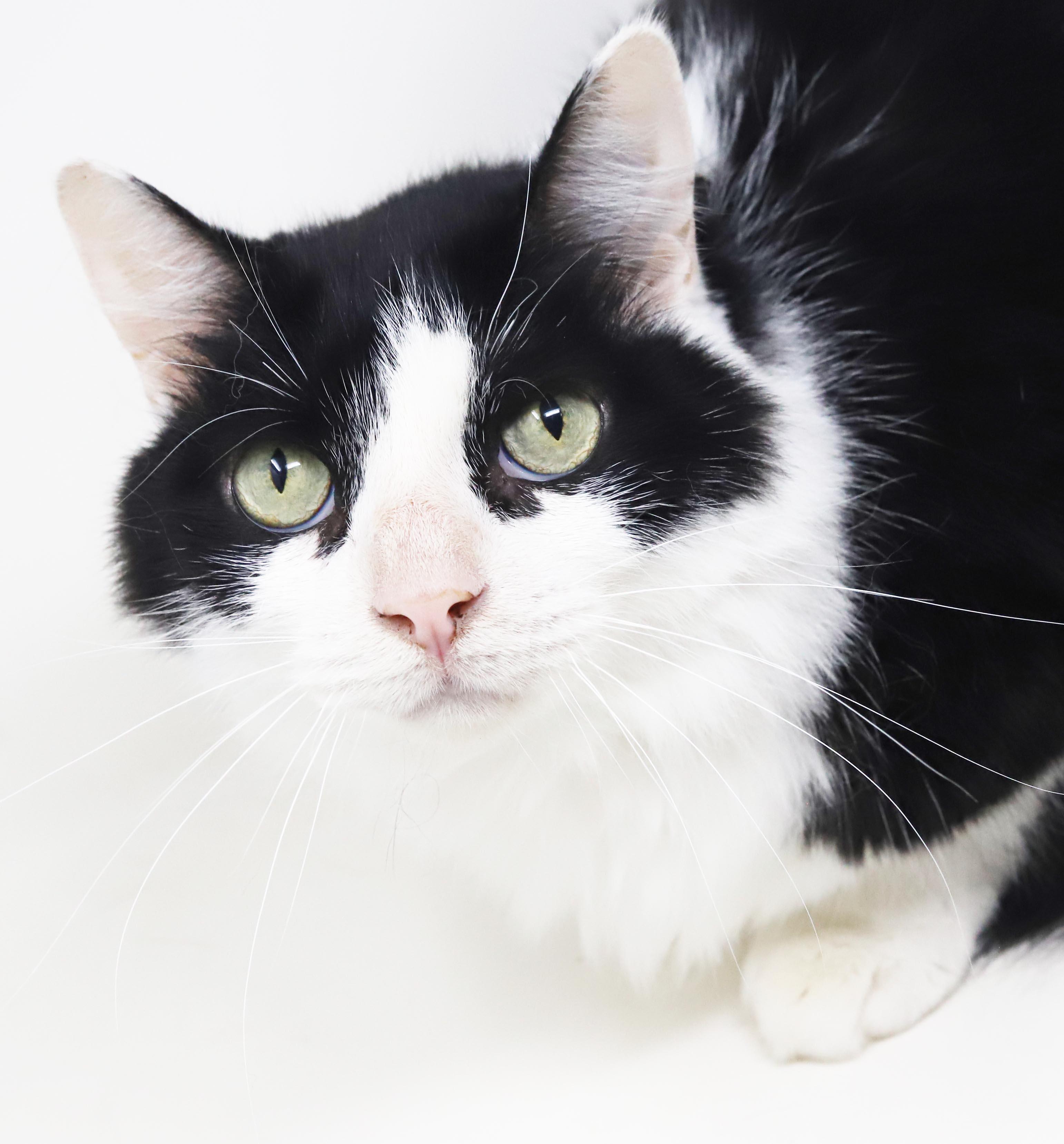 Enlarge Bandit is just a beauty - inside and out - read his amazing story, a Adoptable mixed breed in Bedford Hills, NY image 1/6