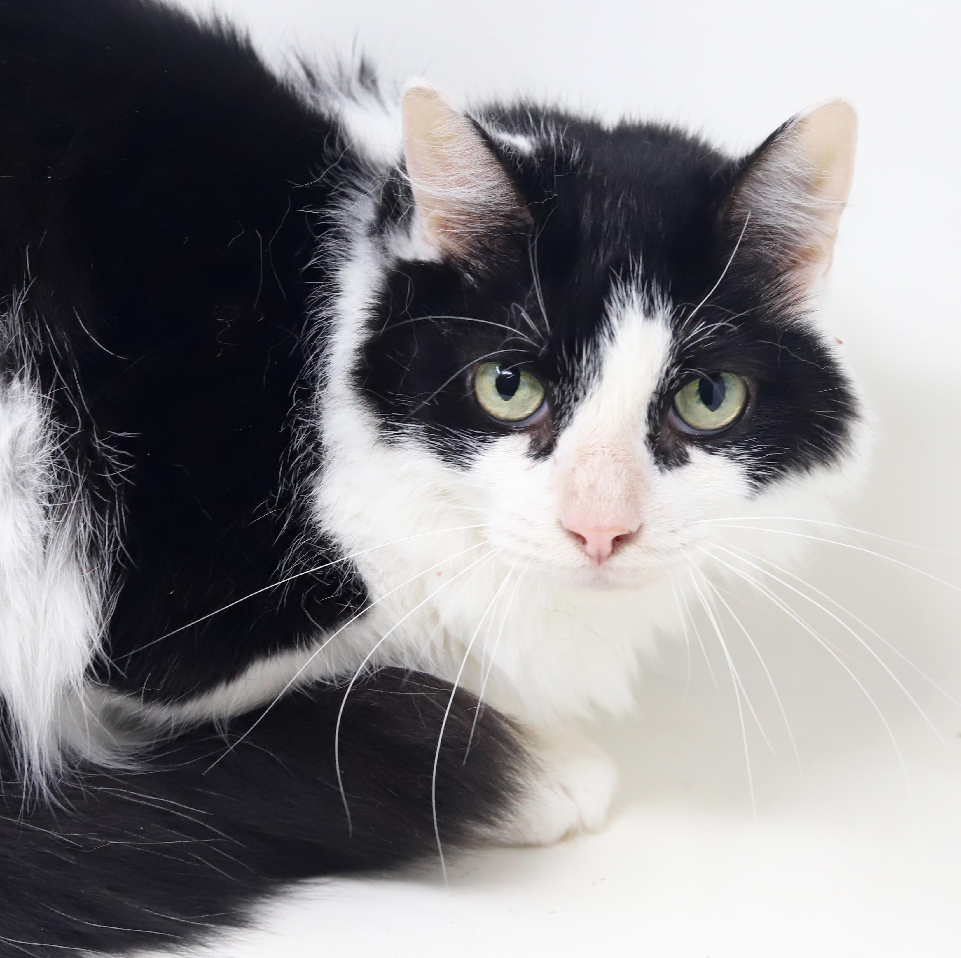 Enlarge Bandit is just a beauty - inside and out - read his amazing story, a Adoptable mixed breed in Bedford Hills, NY image 3/6