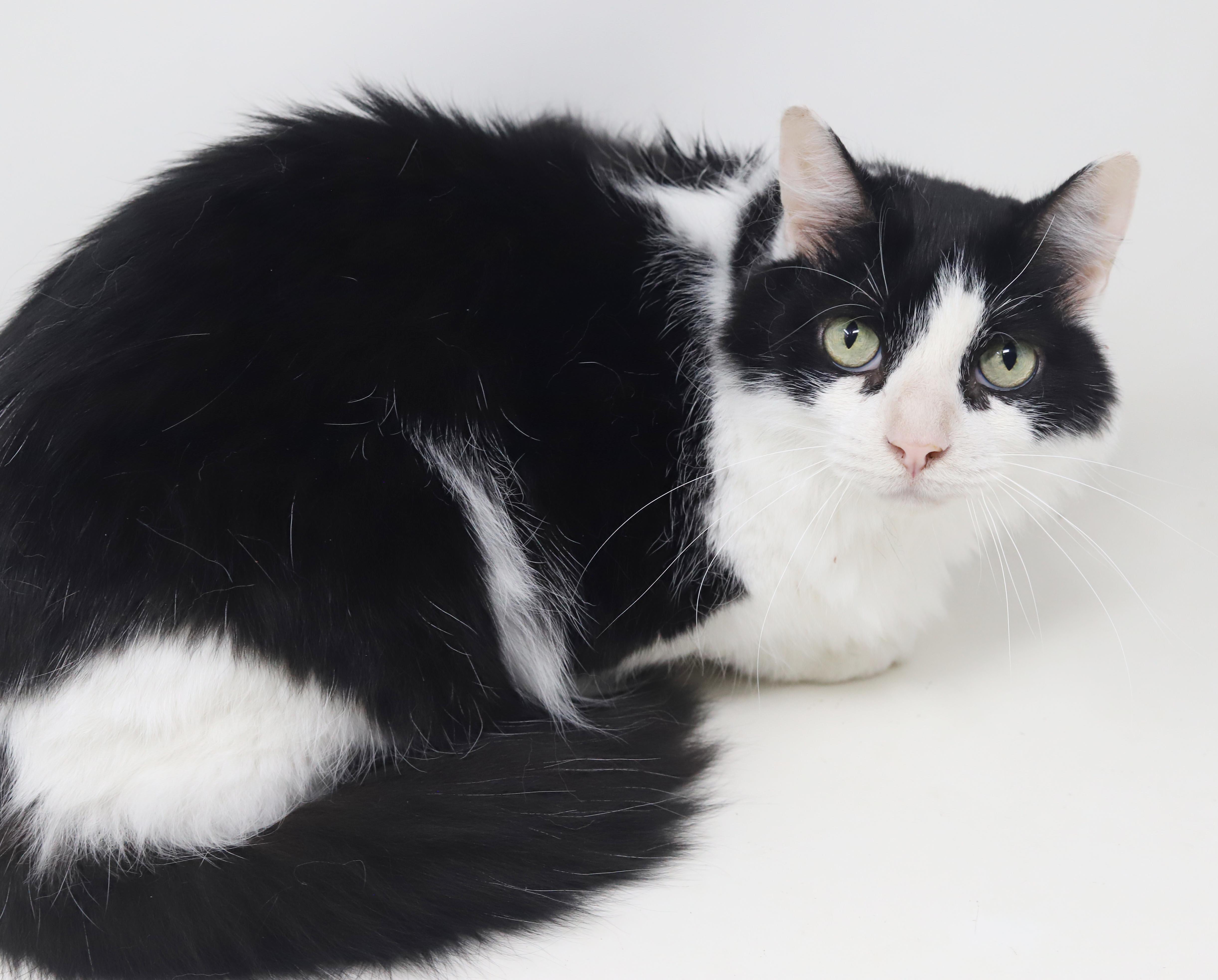 Enlarge Bandit is just a beauty - inside and out - read his amazing story, a Adoptable mixed breed in Bedford Hills, NY image 4/6