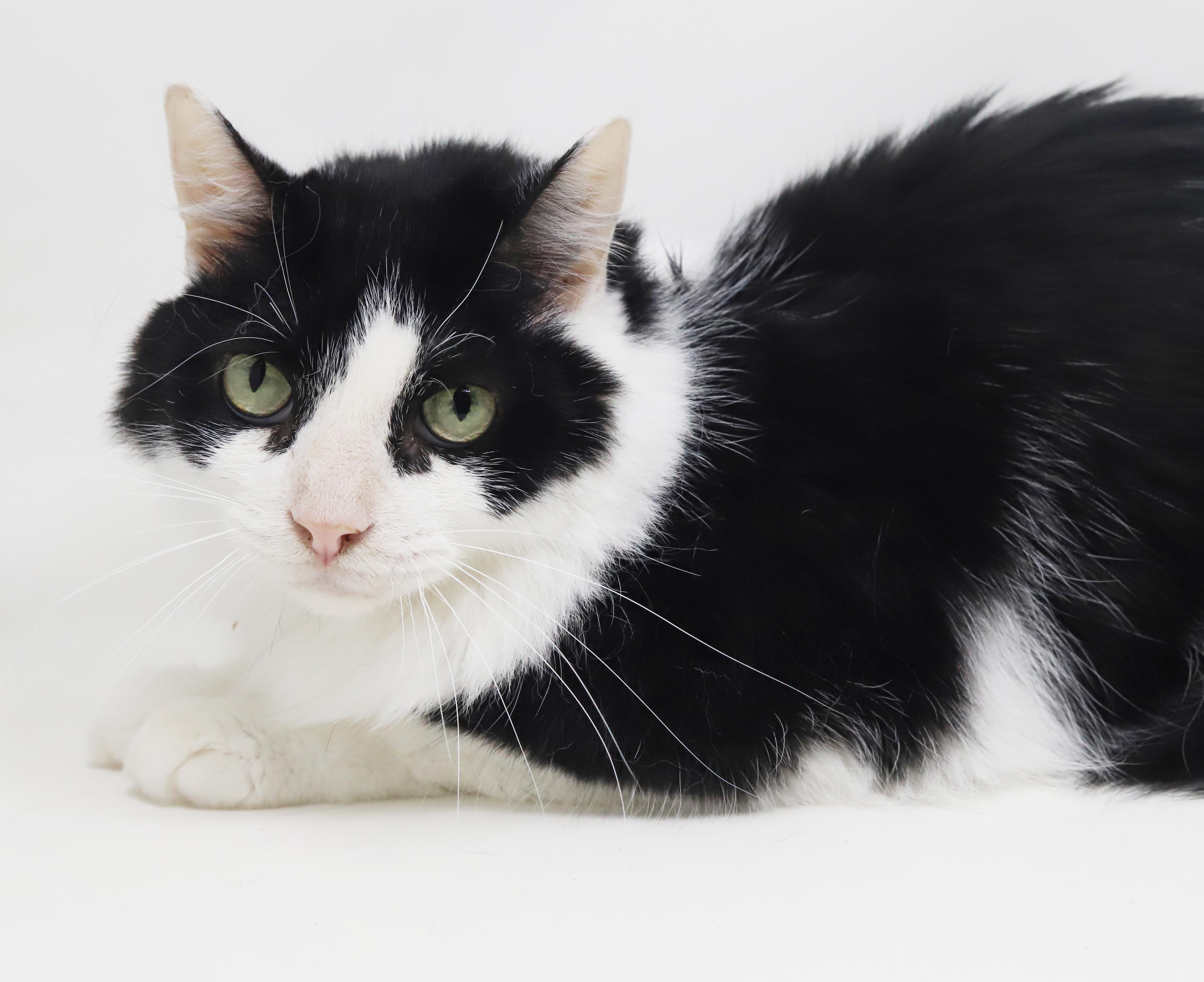 Enlarge Bandit is just a beauty - inside and out - read his amazing story, a Adoptable mixed breed in Bedford Hills, NY image 2/6