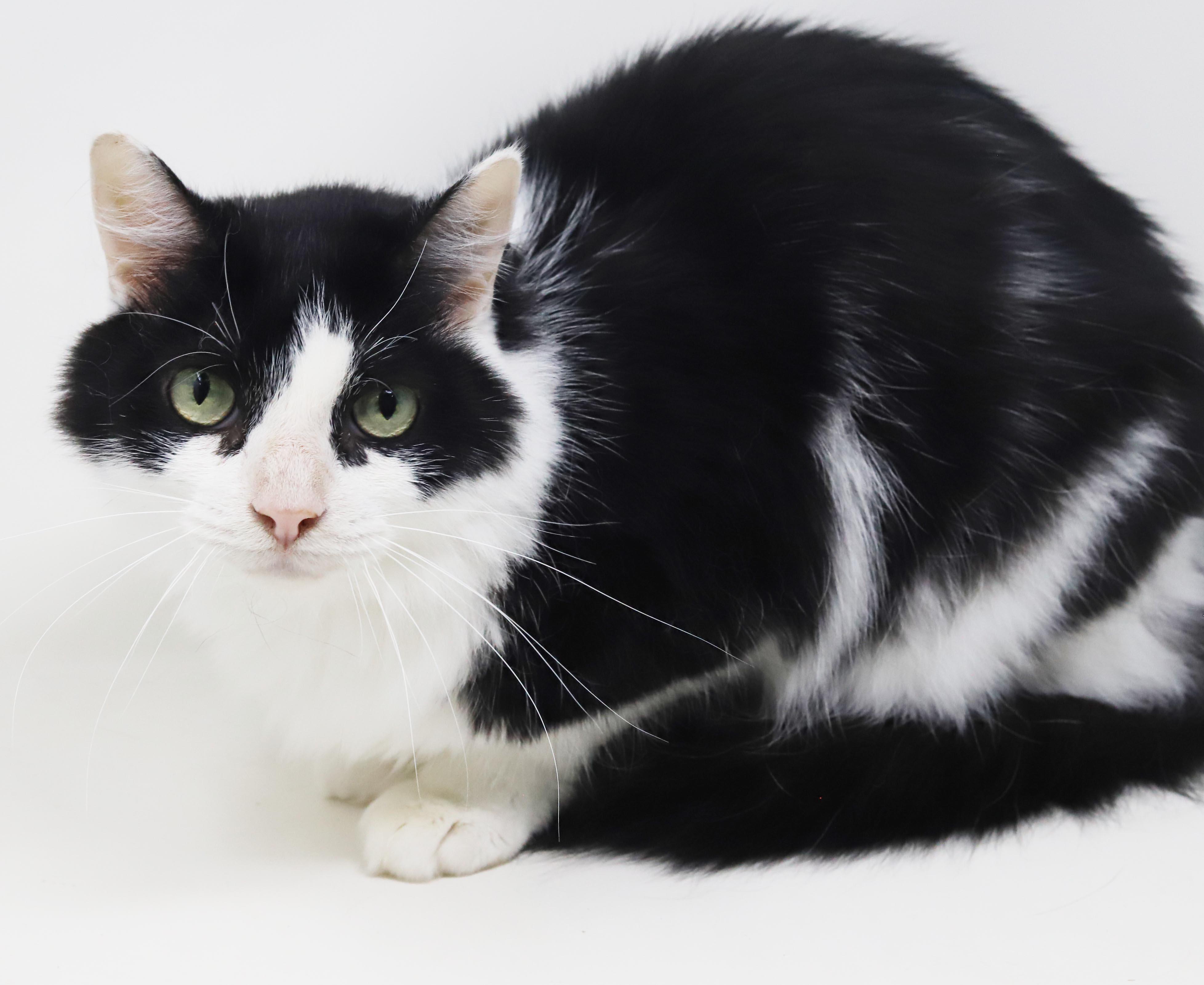 Enlarge Bandit is just a beauty - inside and out - read his amazing story, a Adoptable mixed breed in Bedford Hills, NY image 5/6