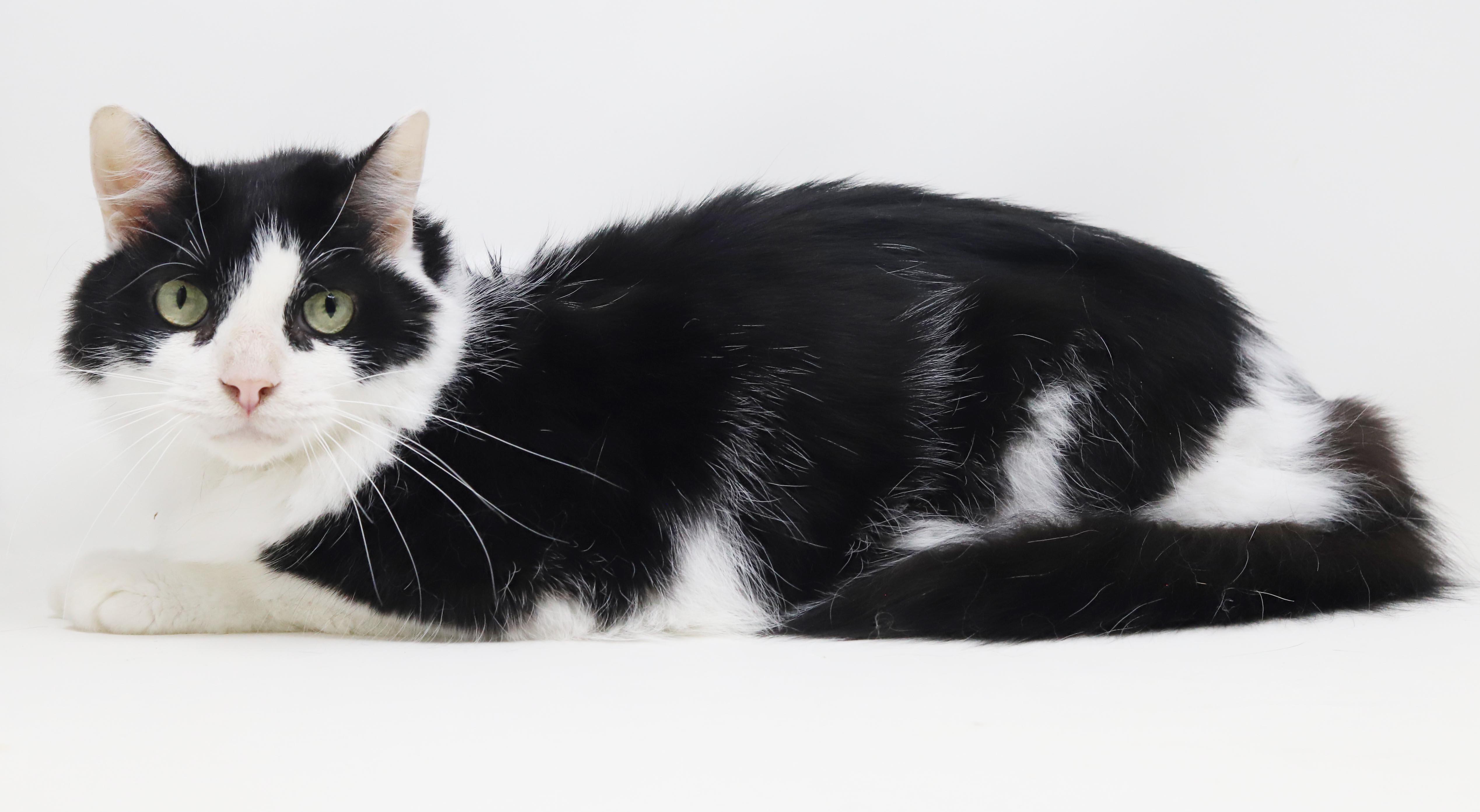 Enlarge Bandit is just a beauty - inside and out - read his amazing story, a Adoptable mixed breed in Bedford Hills, NY image 6/6