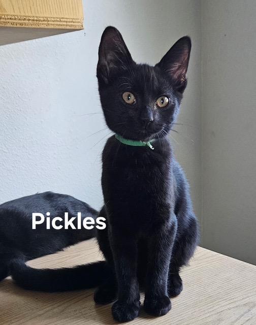Enlarge Pickles, a Adoptable Domestic Short Hair in Zimmerman, MN image 1/1