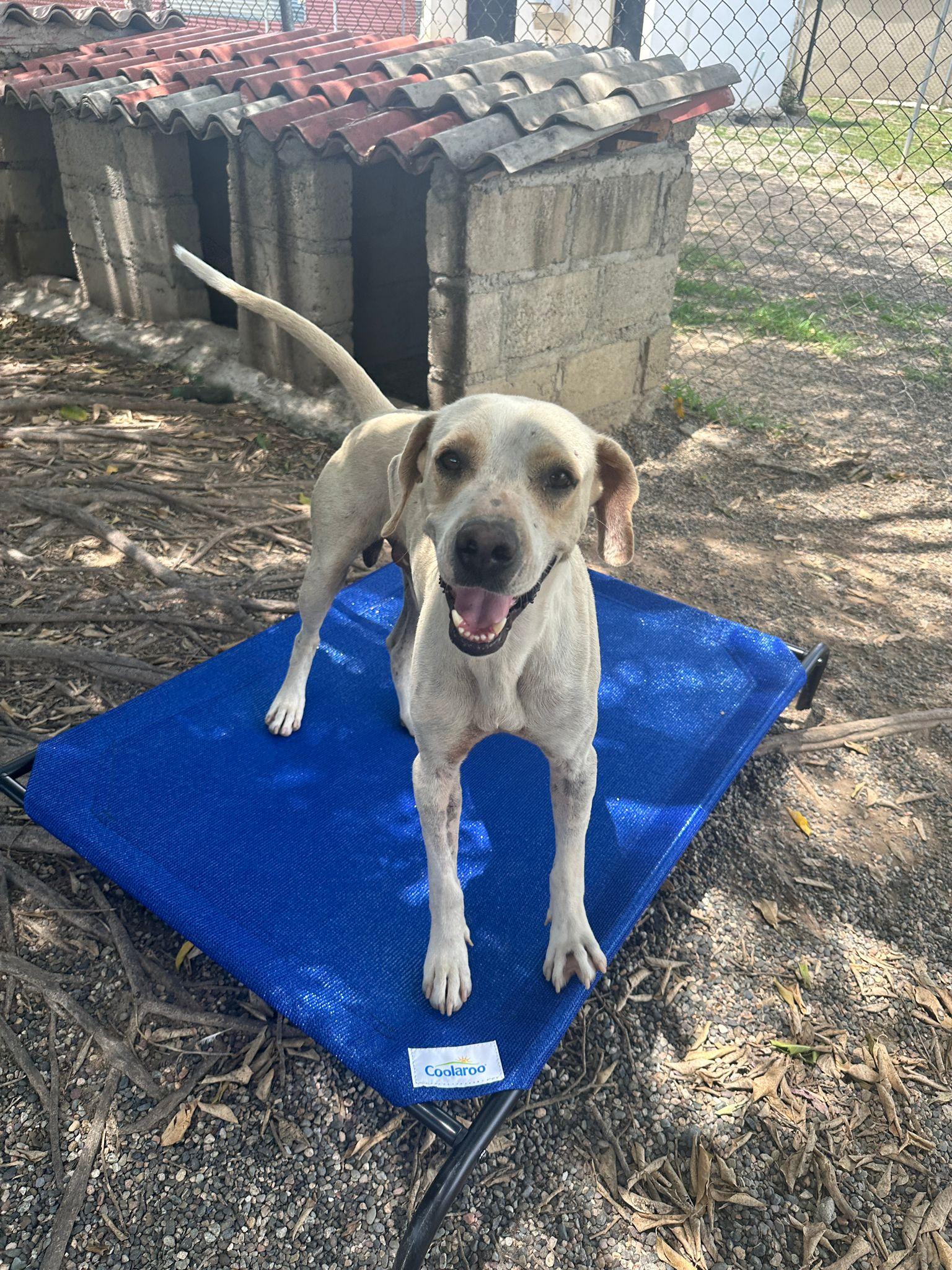 Watson - Adoptable Pet | Petfinder | Petfinder