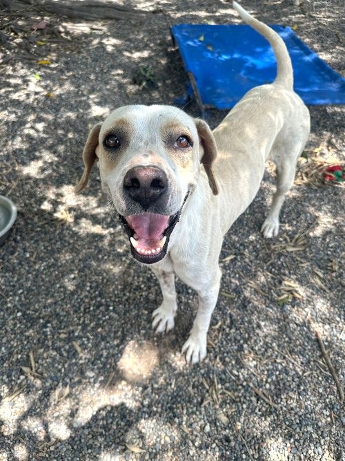 Watson - Adoptable Pet | Petfinder | Petfinder