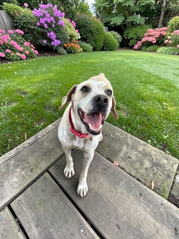 Watson - Adoptable Pet | Petfinder | Petfinder