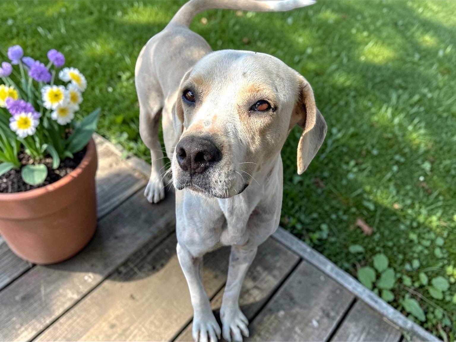 Watson - Adoptable Pet | Petfinder | Petfinder