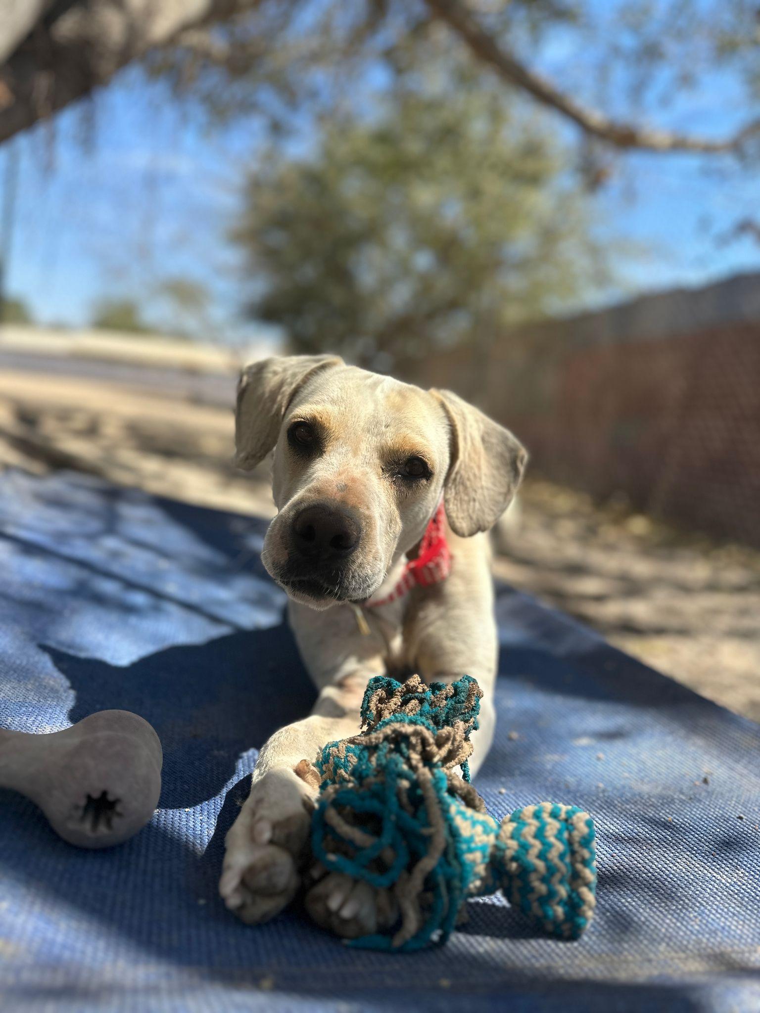 Watson - Adoptable Pet | Petfinder | Petfinder