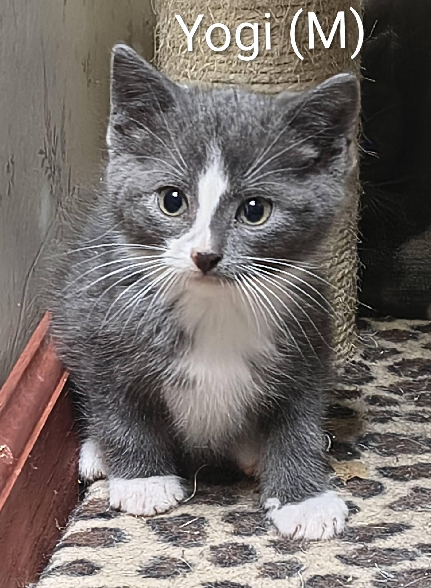 Enlarge Yogi, a Adopted Domestic Short Hair in Saugerties, NY image 1/1