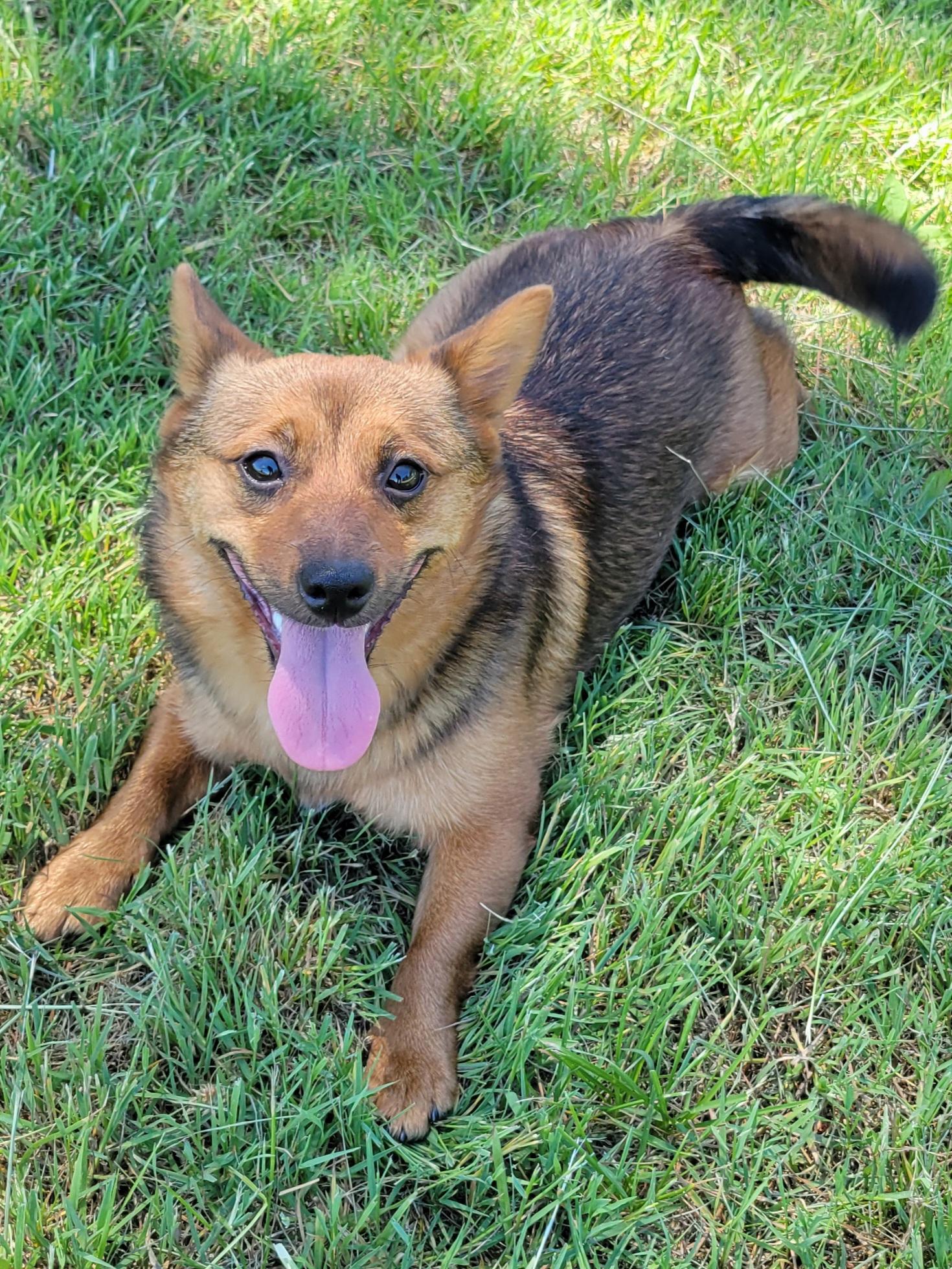 Thelma, ADOPTABLE, Adult Female Terrier.