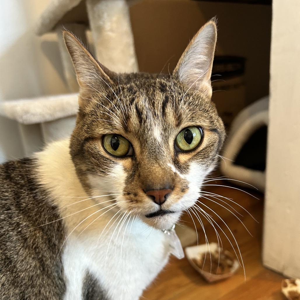 Enlarge Miller, a Adoptable Domestic Short Hair in Lakewood, CO image 3/6