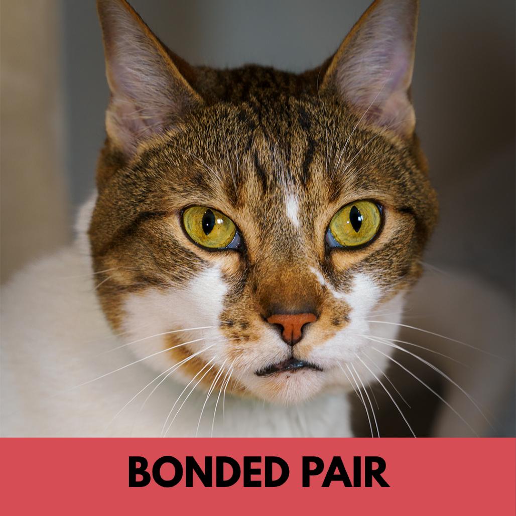 Enlarge Miller, a Adoptable Domestic Short Hair in Lakewood, CO image 4/6