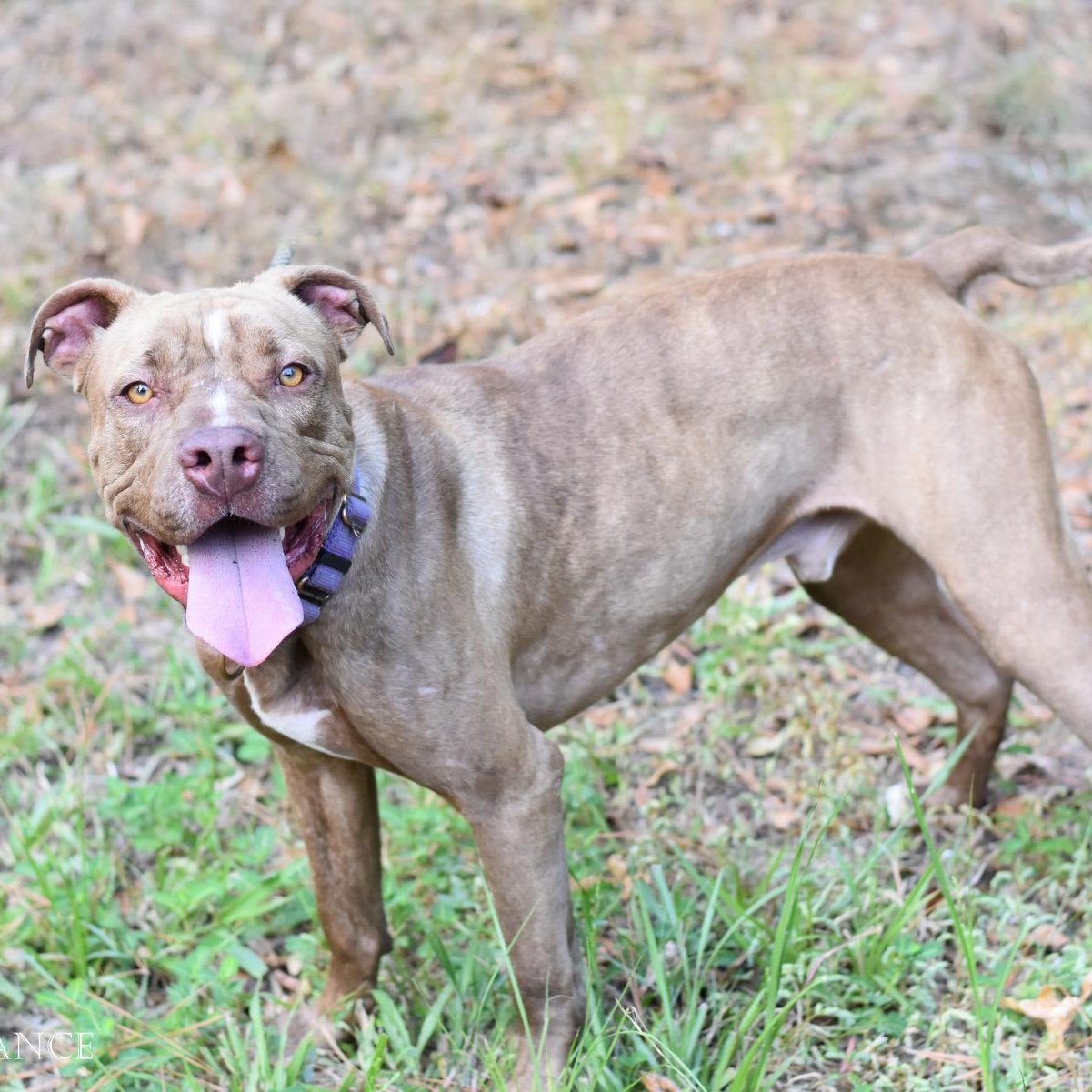 Enlarge Chance, a Adoptable Mixed Breed in Syracuse, NY image 6/6