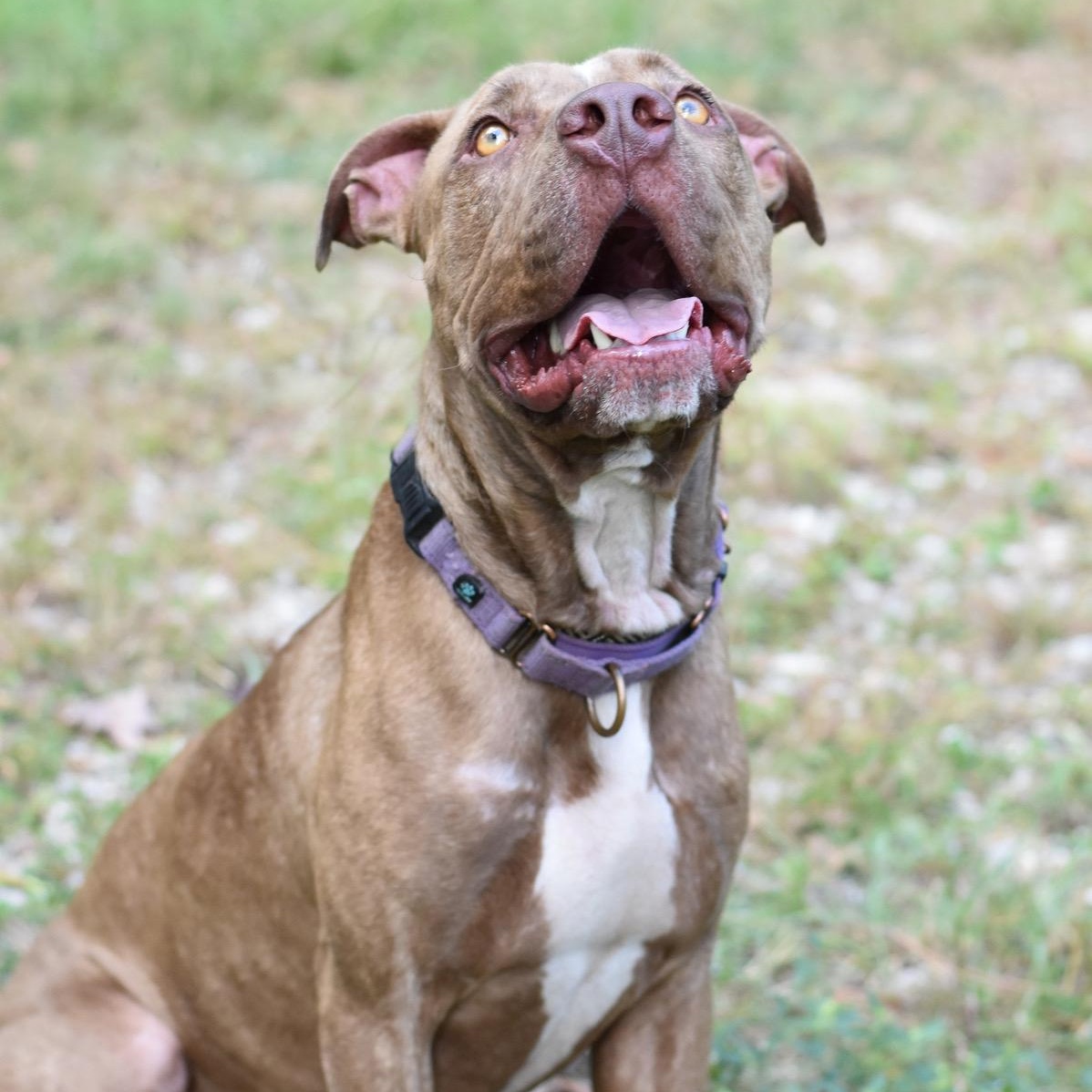 Enlarge Chance, a Adoptable Mixed Breed in Syracuse, NY image 4/6