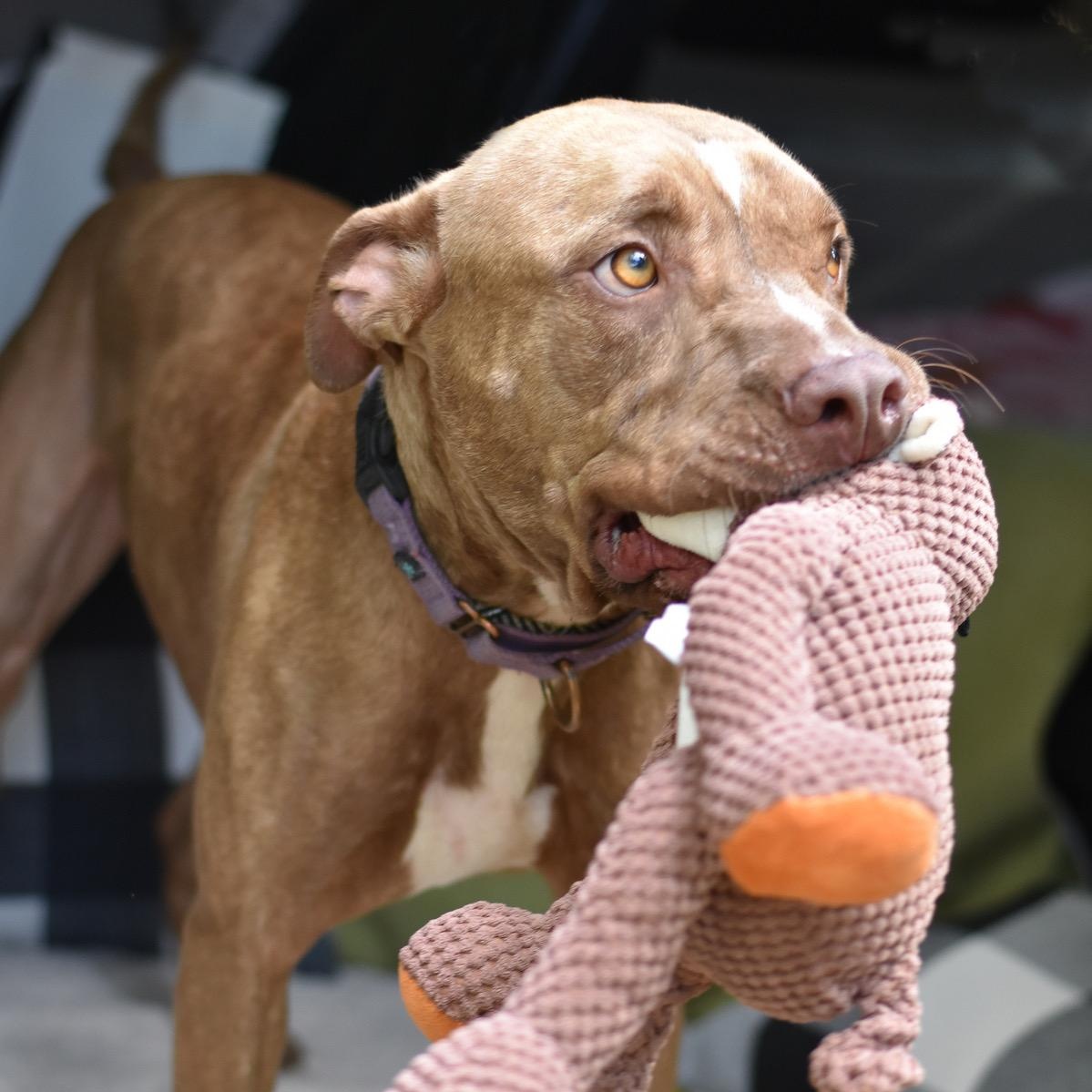 Chance, Adoptable, Young Male Mixed Breed.