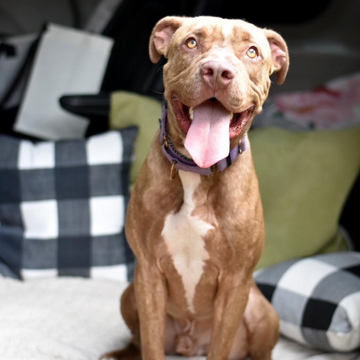 Enlarge Chance, a Adoptable Mixed Breed in Syracuse, NY image 2/6