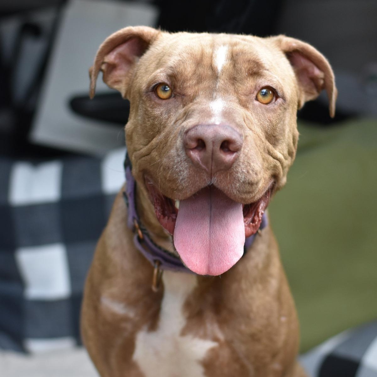 Enlarge Chance, a Adoptable Mixed Breed in Syracuse, NY image 5/6