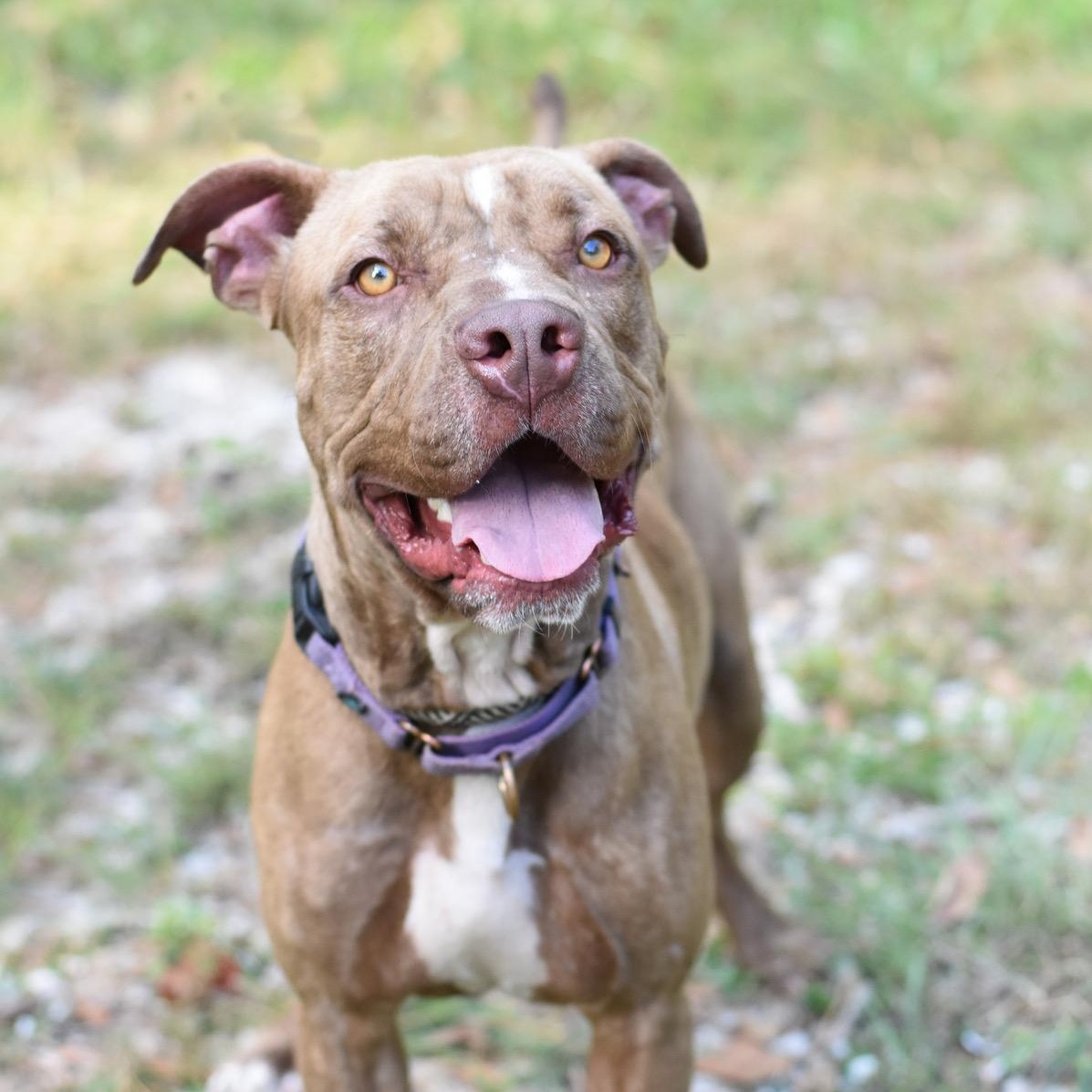 Enlarge Chance, a Adoptable Mixed Breed in Syracuse, NY image 3/6