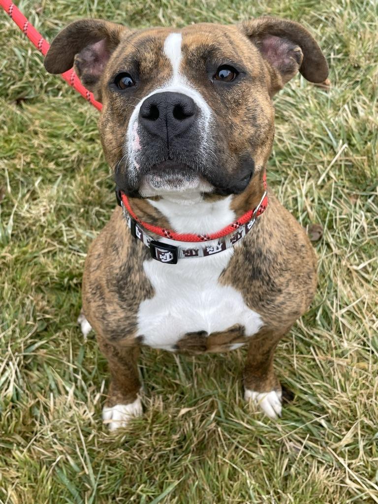 Enlarge LOLA, a Adoptable Staffordshire Bull Terrier in Fremont, OH image 1/2