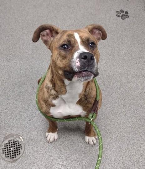 LOLA, Adoptable, Adult Female Pit Bull Terrier.