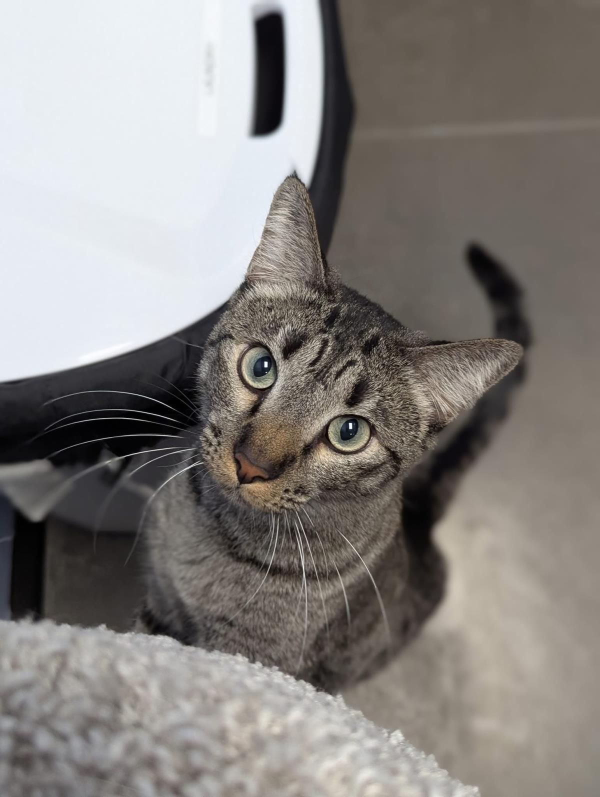 Beans Evans, Adoptable, Young Female Domestic Short Hair & Tabby.