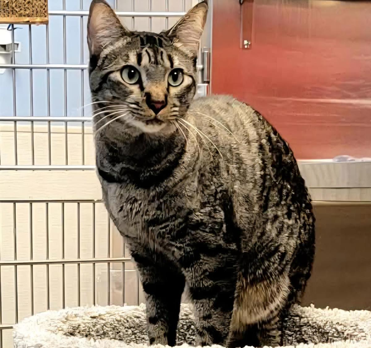 Enlarge Beans Evans, a Adoptable mixed breed in Chandler, AZ image 1/3