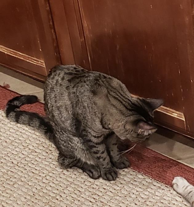 Enlarge Beans Evans, a Adoptable mixed breed in Chandler, AZ image 2/3