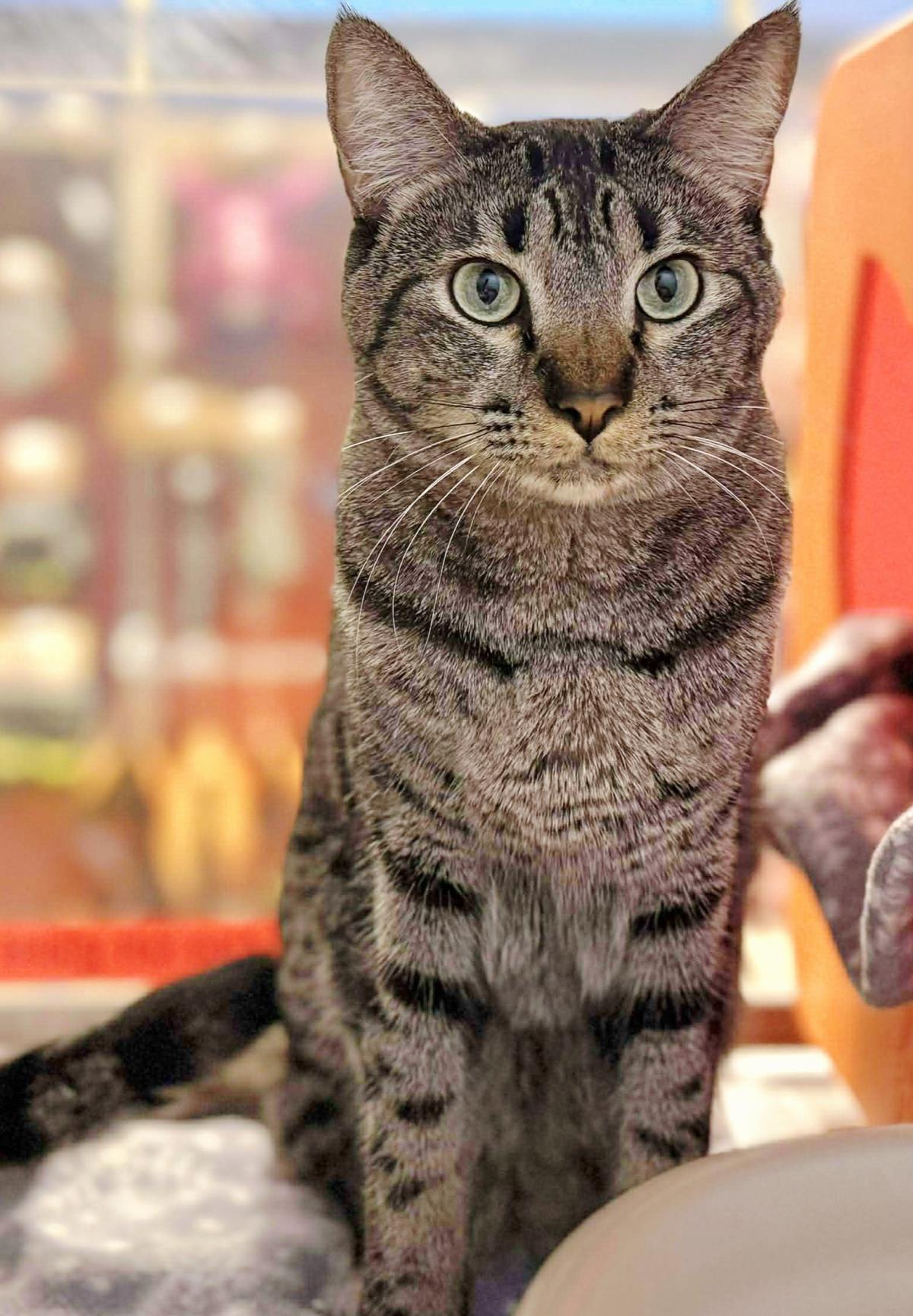 Enlarge Beans Evans, a Adoptable mixed breed in Chandler, AZ image 3/3